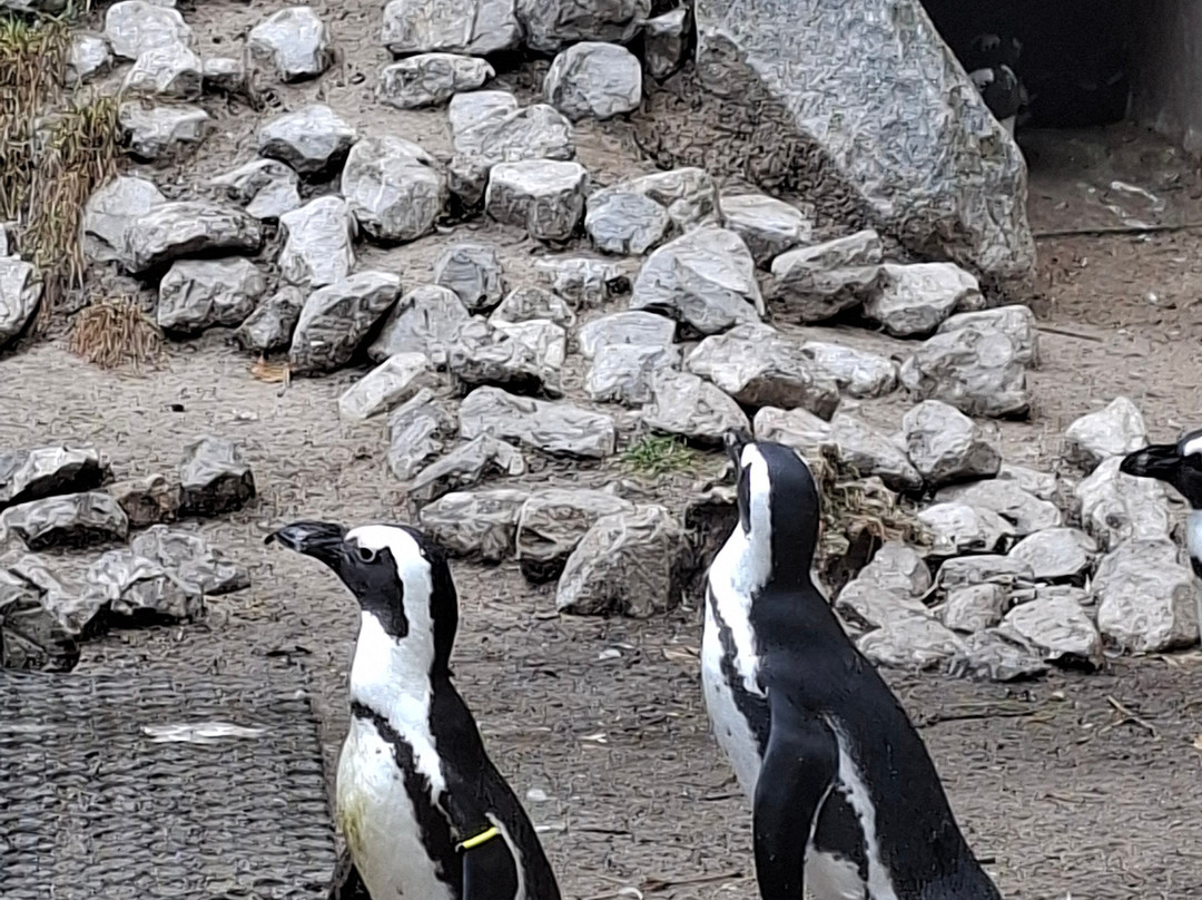 DierenPark Amersfoort-阿默斯福特必去景点