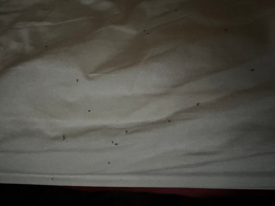 欧弗兰帕克利伍德SpringHill Suites酒店主图