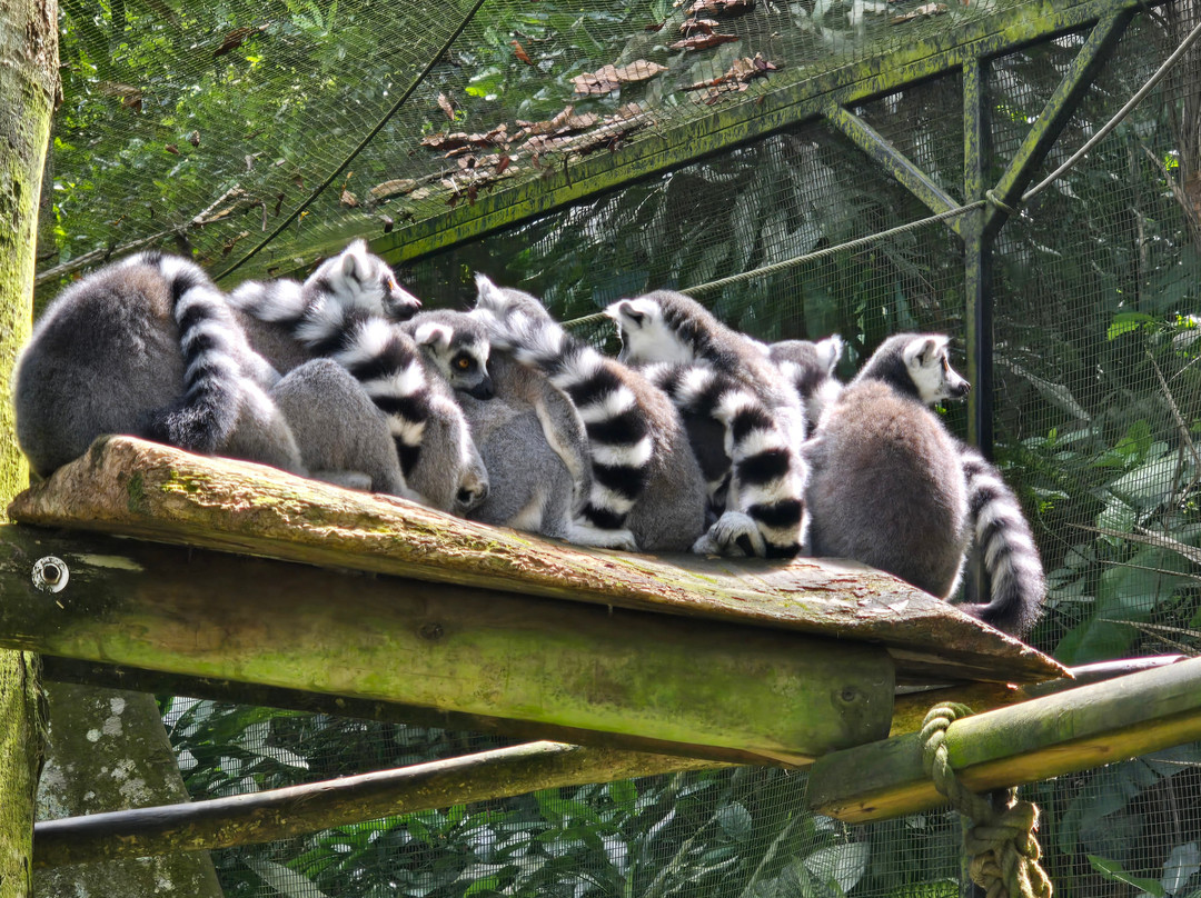 Zoo De Guadeloupe Au Parc Des Mamelles-Bouillante必去景点
