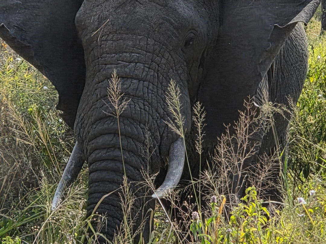 Furahia Tanzania Safari & Trekking Ltd-阿鲁沙必去景点