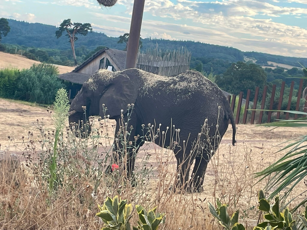 Safari Lodges At West Midlands Safari Park主图