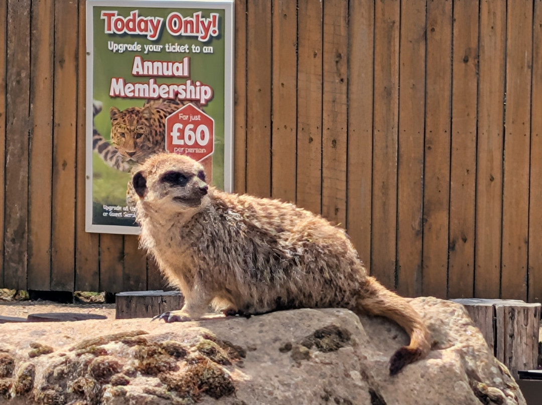 Yorkshire Wildlife Park-Auckley必去景点