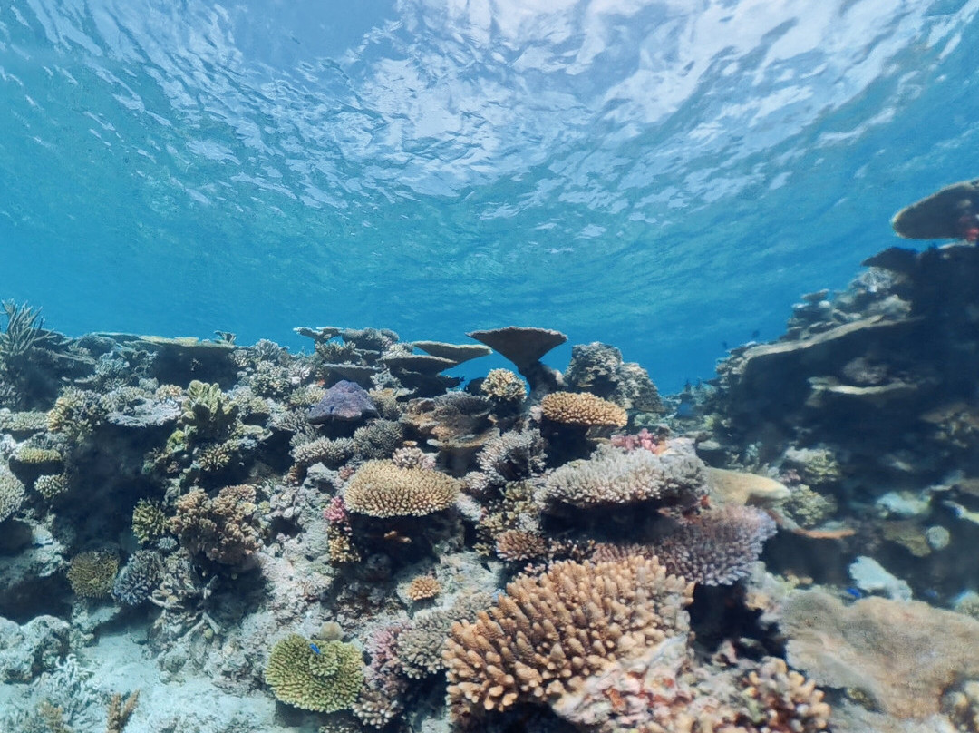 Reef Life Taveuni-马太必去景点