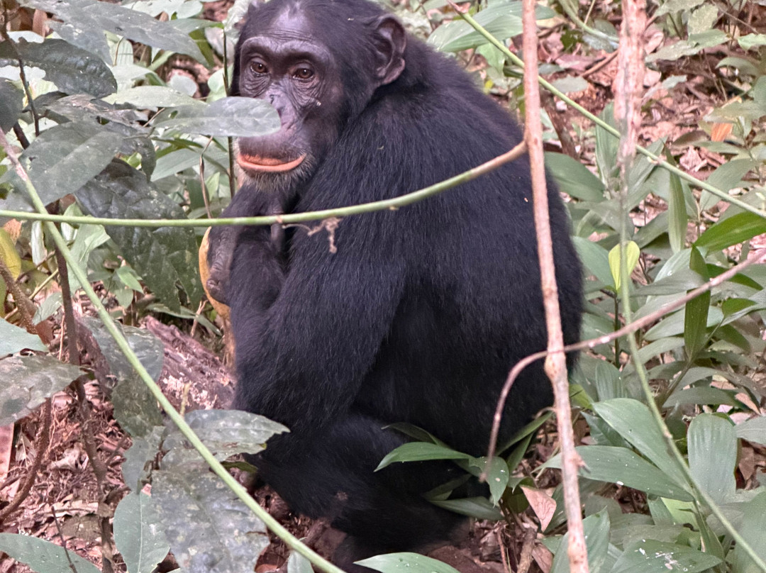 Devine African Safaris-吉佳利必去景点