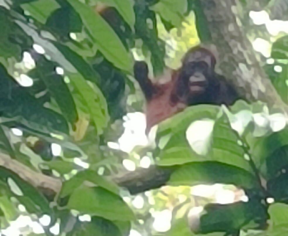 Sepilok Orangutan Rehabilitation Centre-山打根必去景点