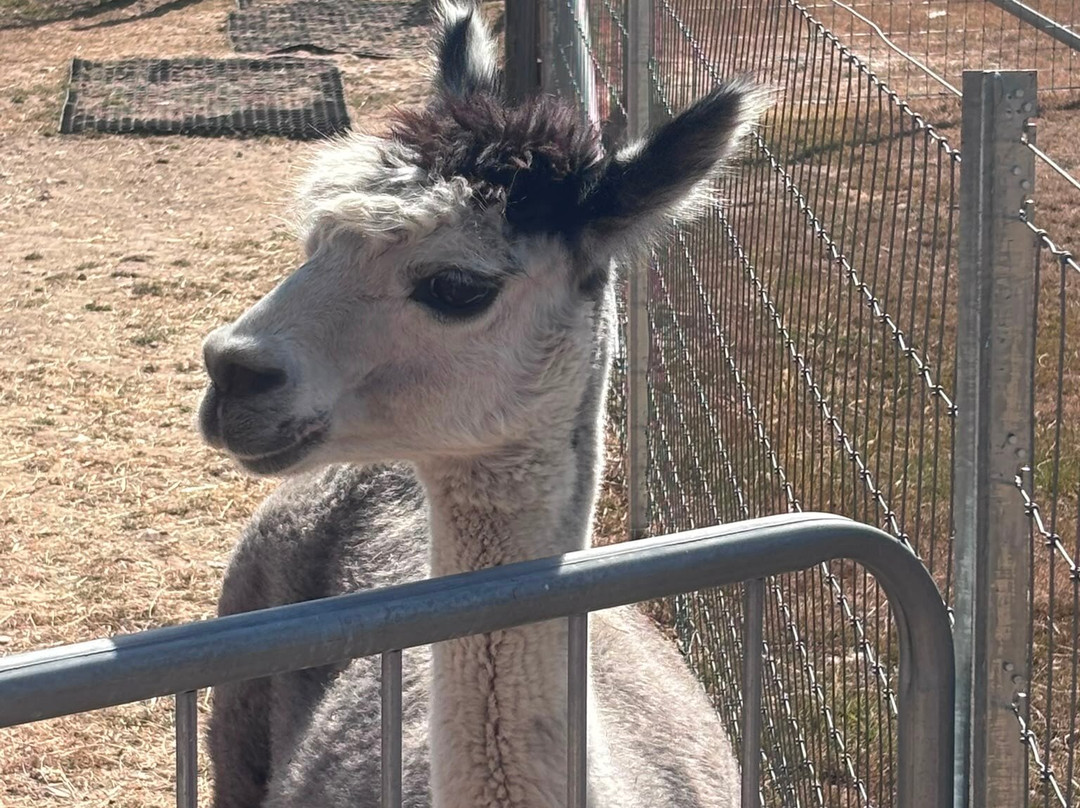 Reservoir Alpacas-Chard必去景点