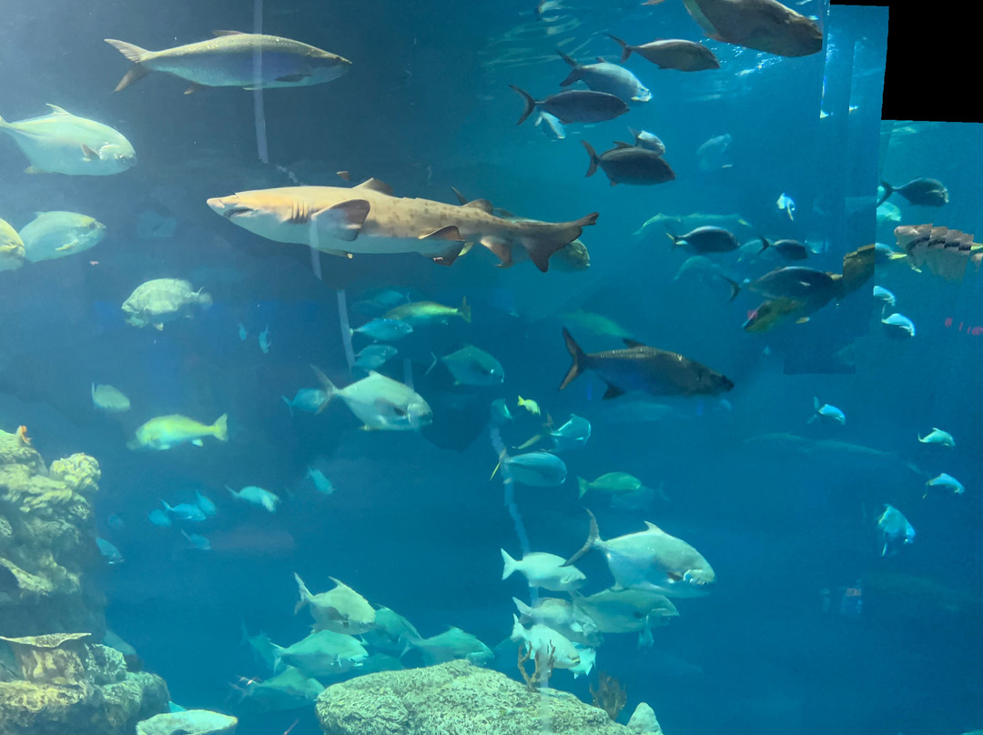 South Carolina Aquarium-查尔斯顿必去景点