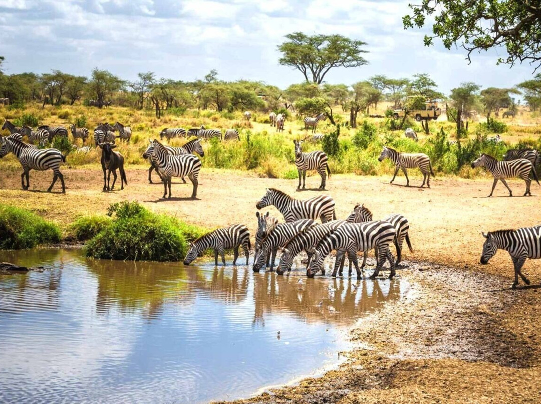 Thrills and Wonders Safaris