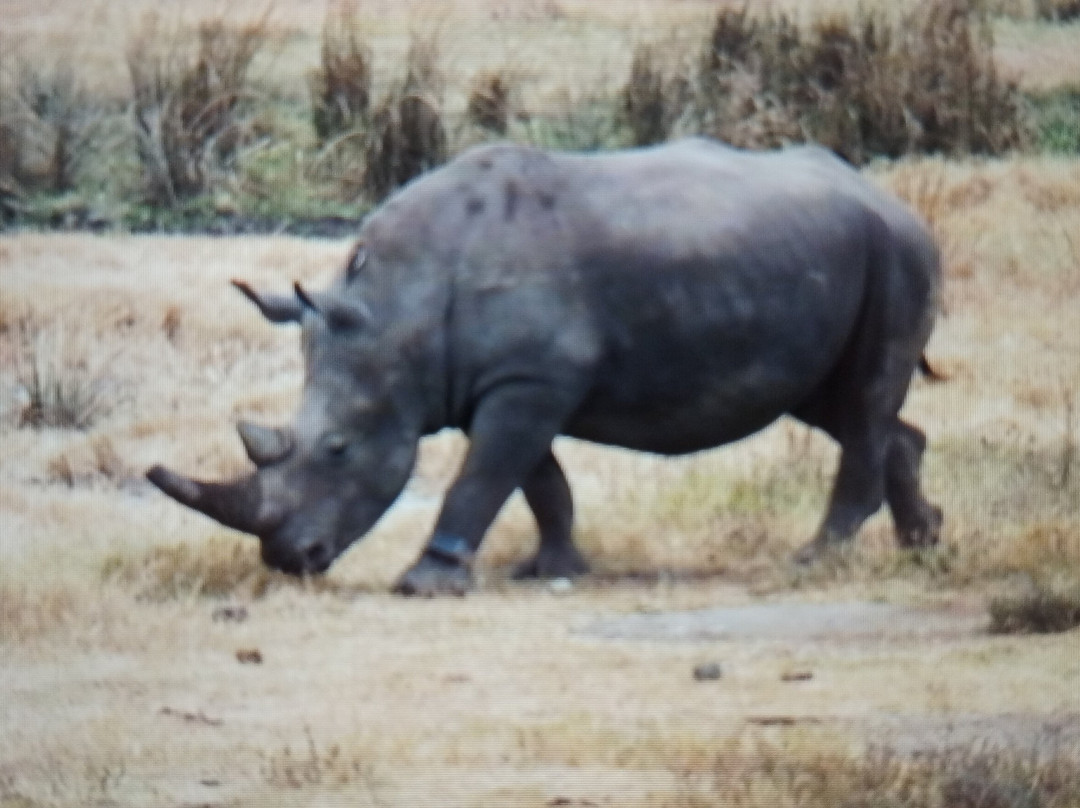 Ngorongoro Crater-恩戈罗恩戈罗保护区必去景点
