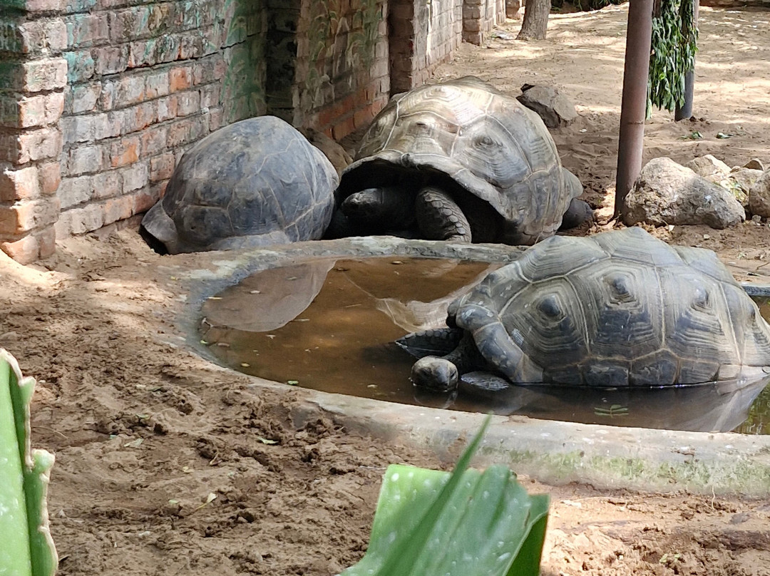 The Madras Crocodile Bank Trust and Centre for Herpetology-玛玛拉普蓝必去景点