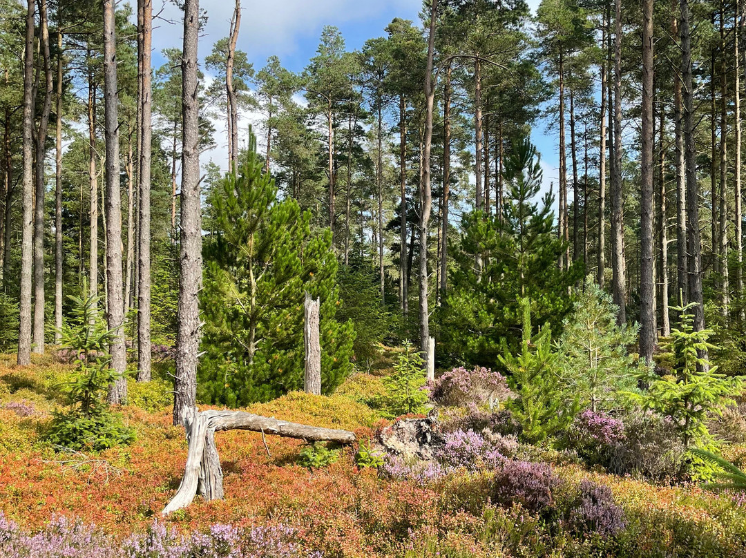 Thrunton Woods-Northumberland National Park必去景点