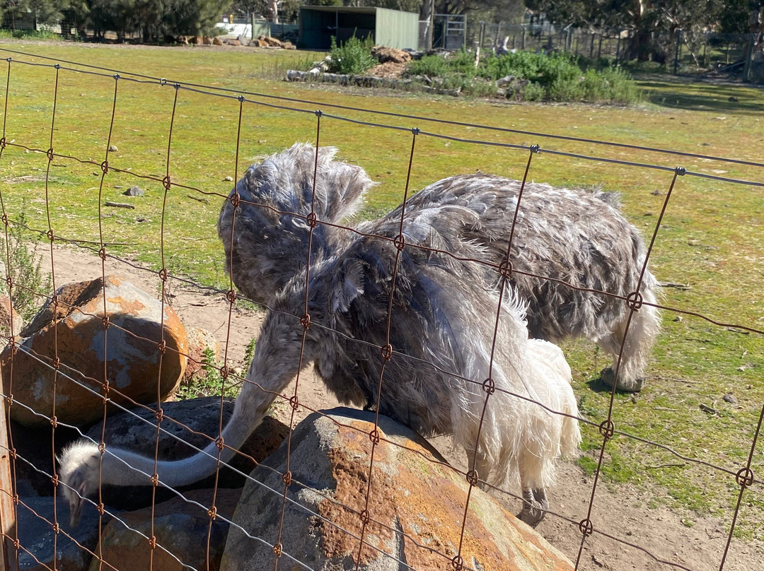 Halls Gap Zoo-贺思盖必去景点