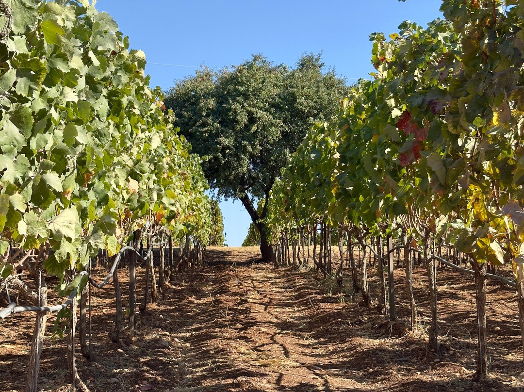 Gentilini Winery & Vineyards-Minia必去景点