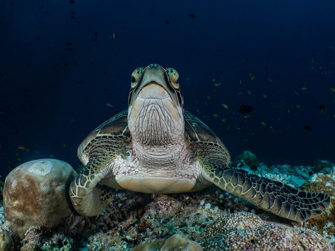 Dharavandhoo Divers-Dharavandhoo必去景点