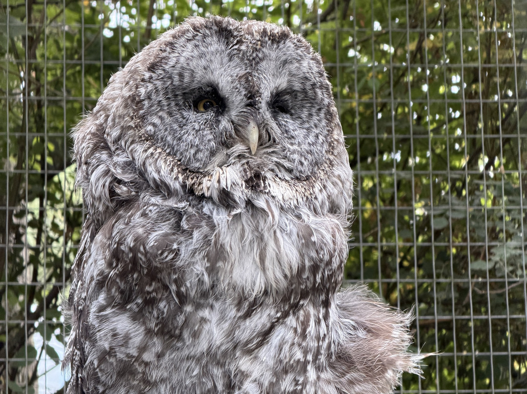 North Island Wildlife Recovery Centre-Errington必去景点