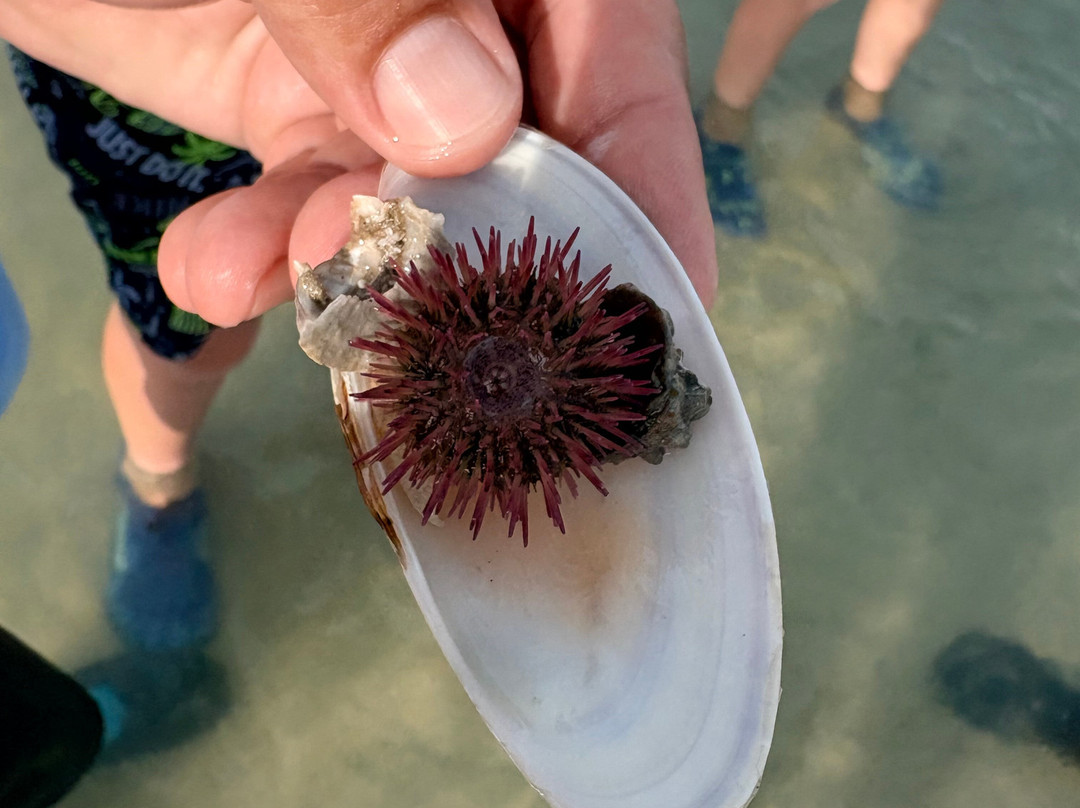 Sea N Things, LLC-Indian Shores必去景点