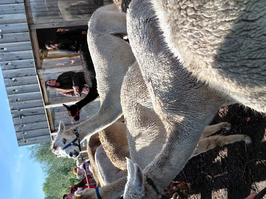Nanny Sharon's Alpaca Farm C.I.C-Prenton必去景点