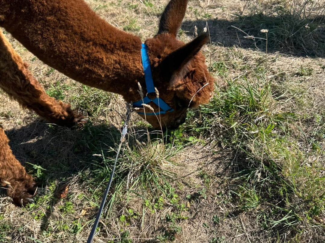 Portland Alpaca Trekking-Weston必去景点