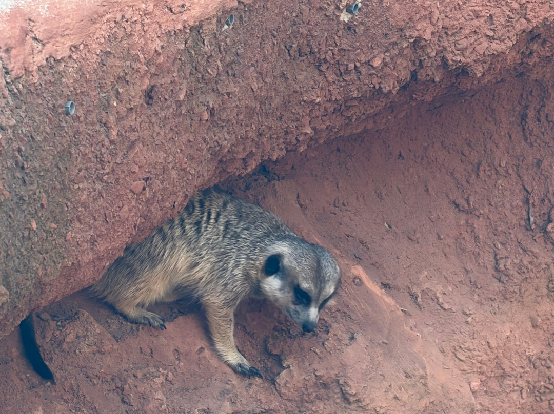 Cango Wildlife Ranch-奥兹洪必去景点