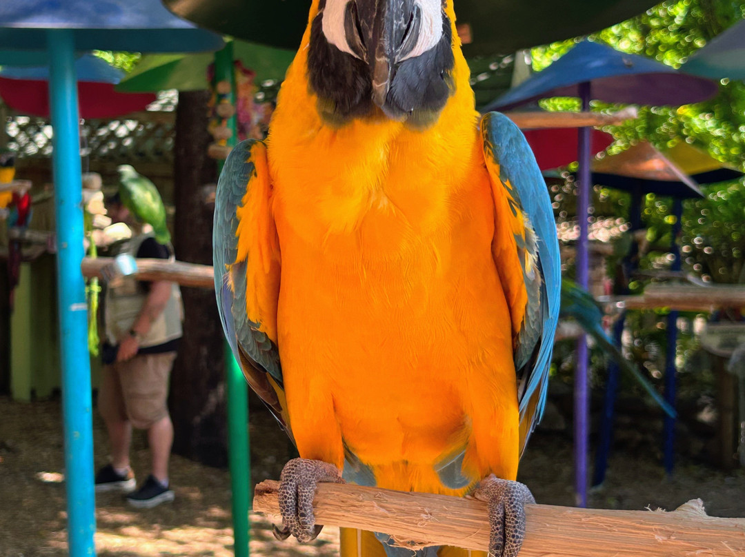 Parrot Mountain & Gardens-皮金福奇必去景点