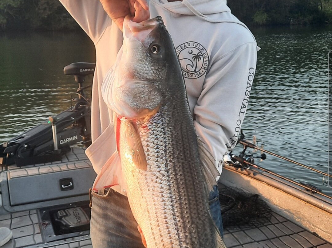 Tennessee River Monsters Fishing Guide Service - Striper, Catfish & Musky-Clinton必去景点