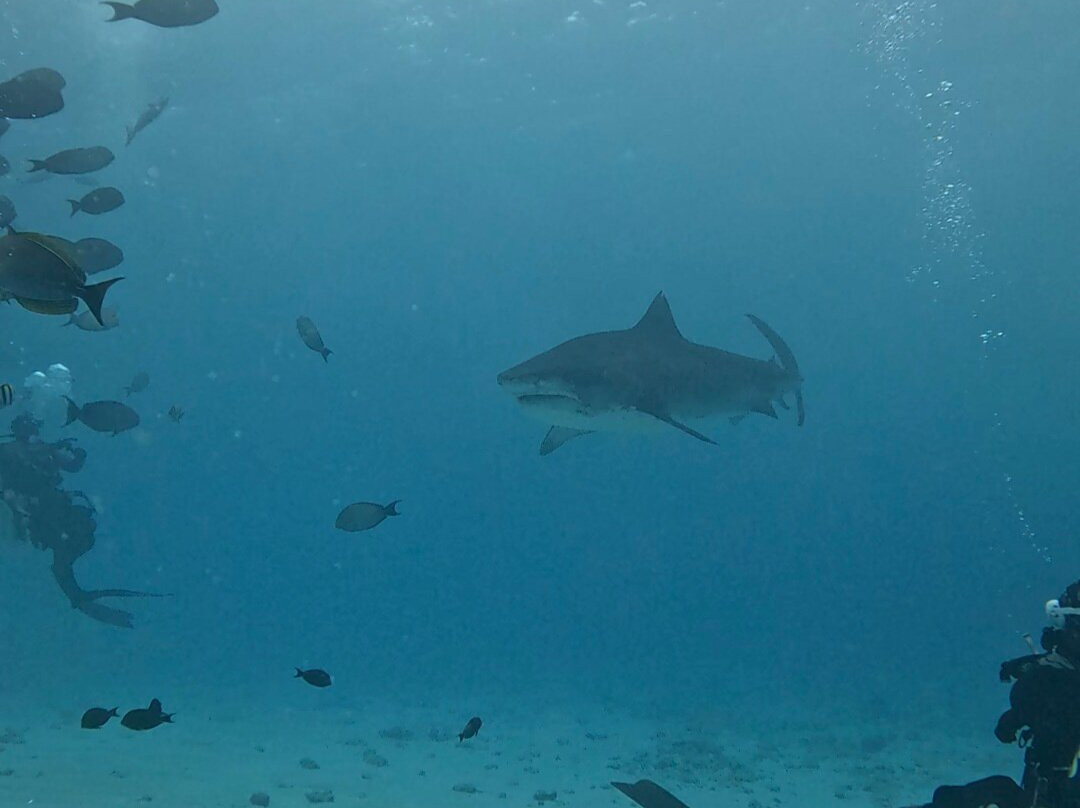 Drop Dive Maldives-拉斯胡必去景点