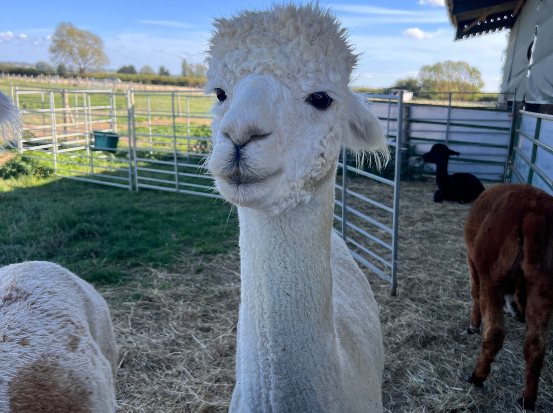 The Alpaca Centre at JandJ Alpacas-特伦特河畔纽瓦克必去景点