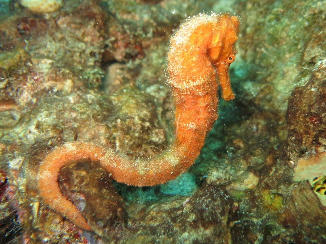 Seahorse Divers Barbados-奥伊斯廷斯必去景点