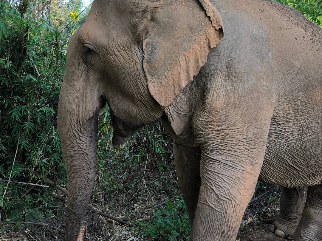 Elephant Sanctuary Care Park-清迈必去景点