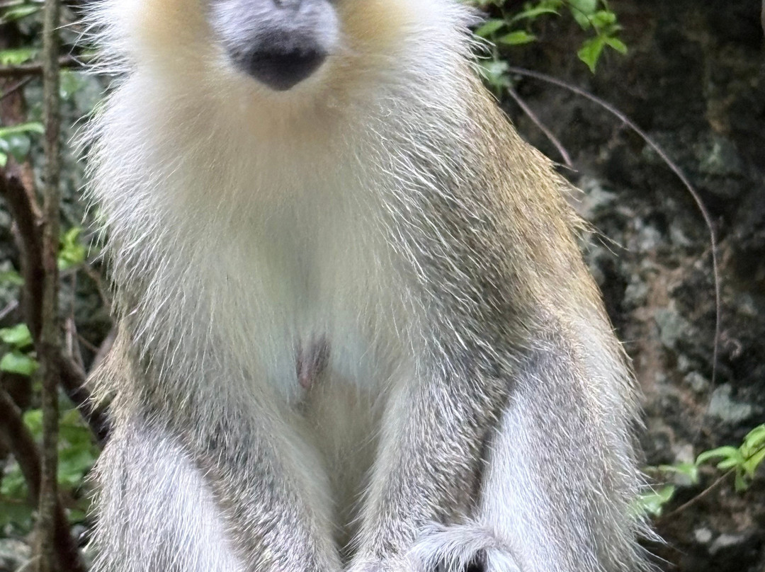 Barbados Wildlife Reserve-Saint Peter Parish必去景点