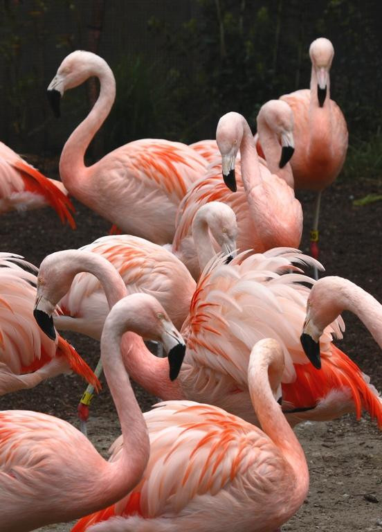 林地公园动物园-西雅图必去景点