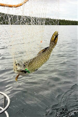 SeaFox Himanka-Himanka必去景点