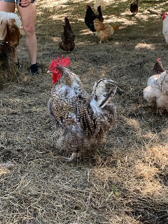 Old McCaskills Farm-Rembert必去景点