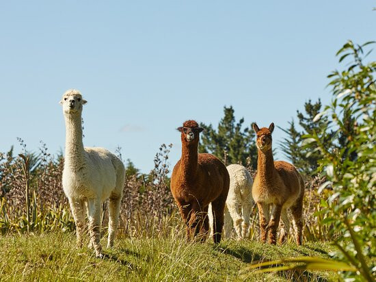 塞登酒店住宿-Misty River Retreat