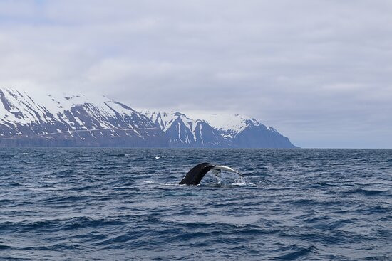 Arctic Sea Tours Whale Watching景点图片