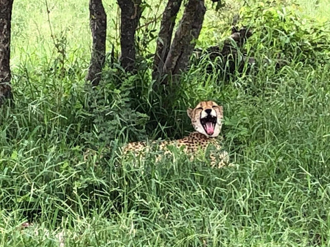 Ntombi Safaris-霍德斯普鲁特必去景点