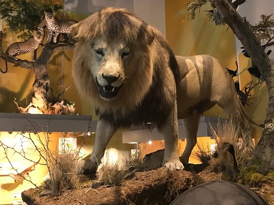 Virginia Museum of Natural History景点图片