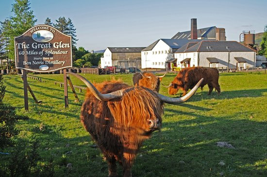 Ben Nevis Distillery景点图片