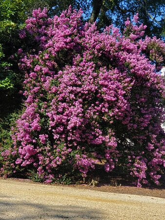 Hopelands Gardens景点图片