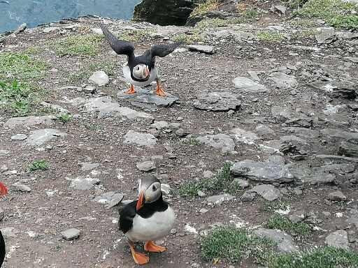 Skellig Michael Landing Tours on Force Awakens-Ballinskelligs必去景点
