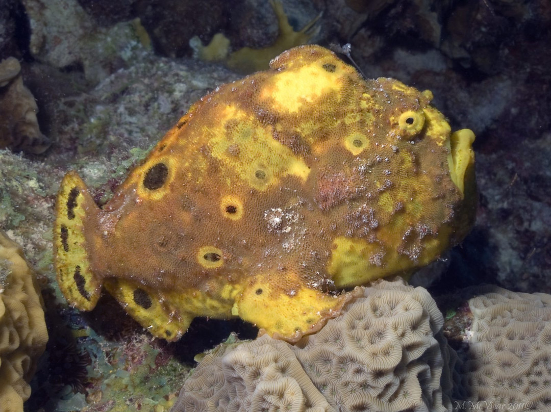 Bruce Bowker's Carib Inn主图