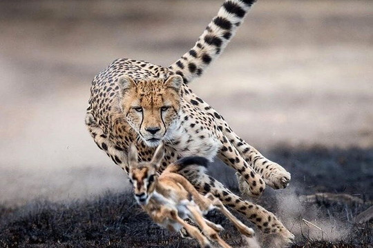 African Trek & Travel-莫西必去景点