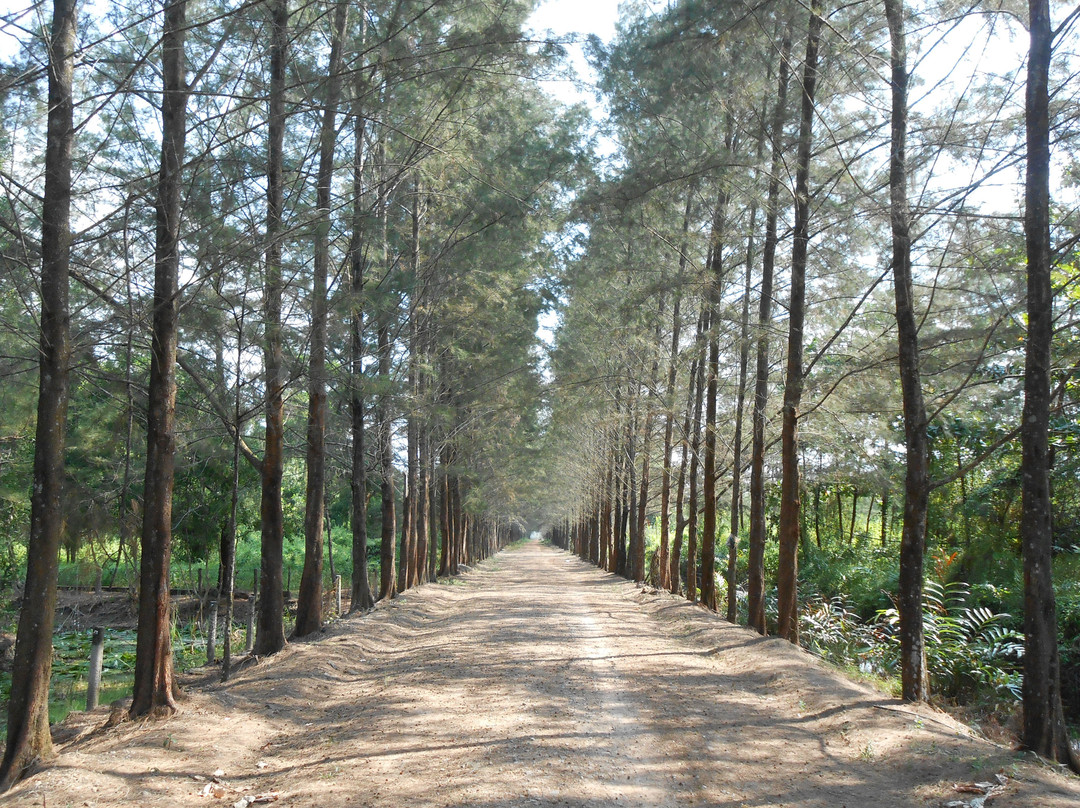 Bangka Botanical Garden (BBG)景点图片