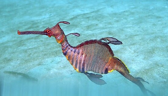 Eaglehawk Dive Centre-伊格尔霍克内克必去景点