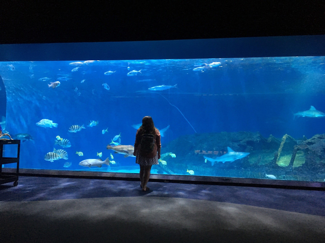 North Carolina Aquarium on Roanoke Island景点图片
