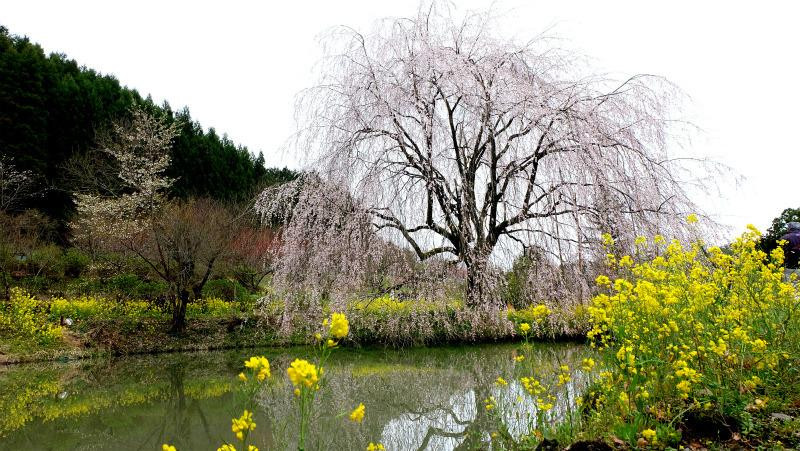 Aino no Hana景点图片