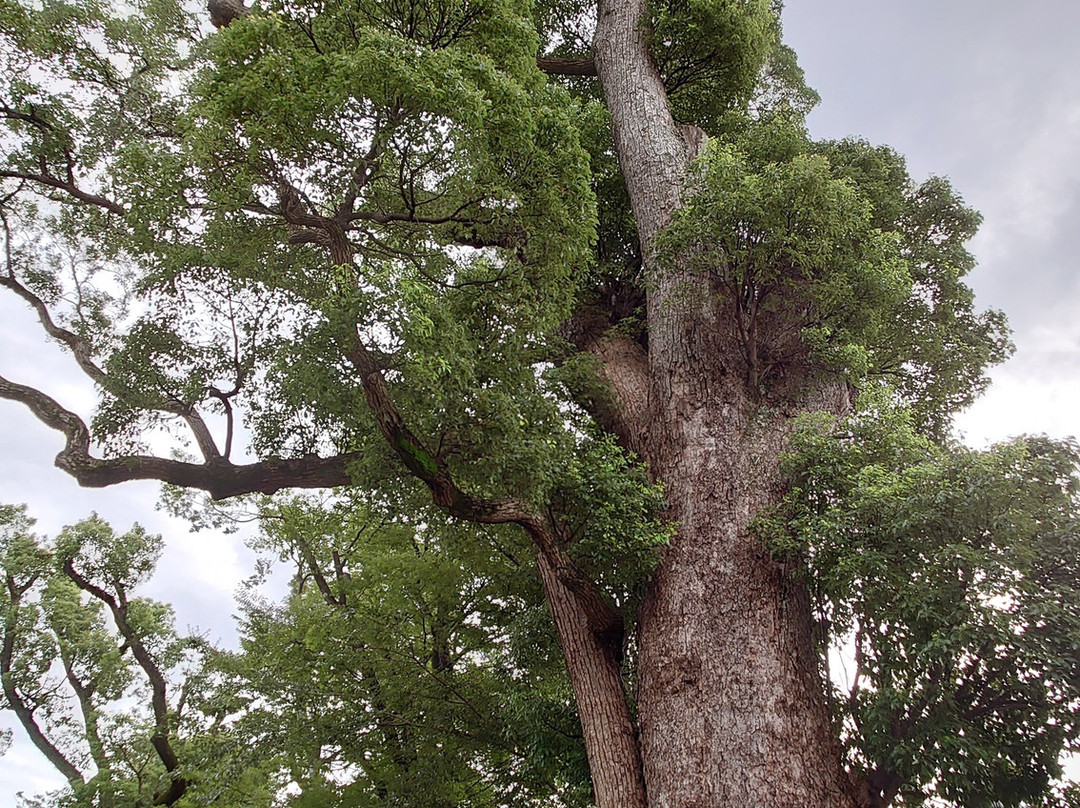 Obe Shrine-川西市必去景点