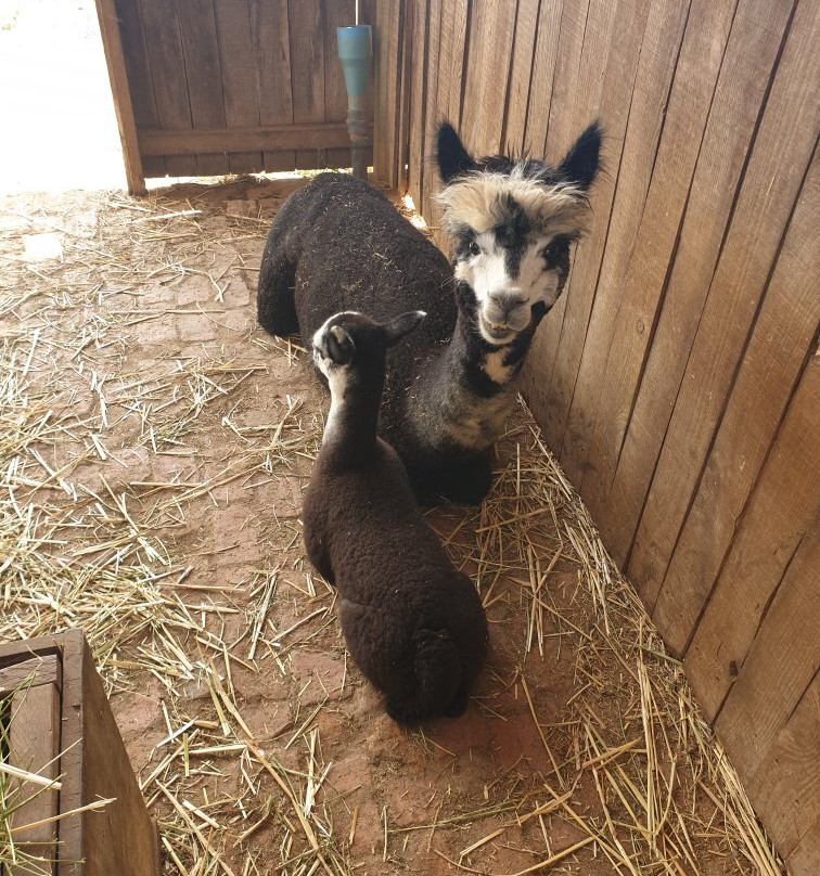 The Alpaca Loom Coffee Shop & Weaving Studio-Suider Paarl必去景点