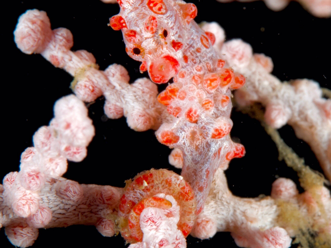 巴斯蒂亚诺斯蓝碧潜水度假村主图