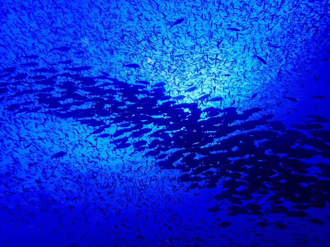 Dive India景点图片
